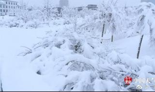 实拍辽宁多地大雪纷飞